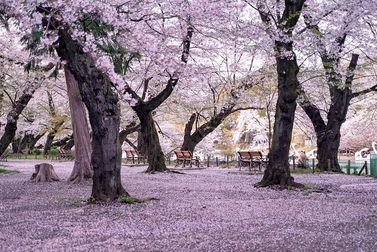 吉祥寺デート