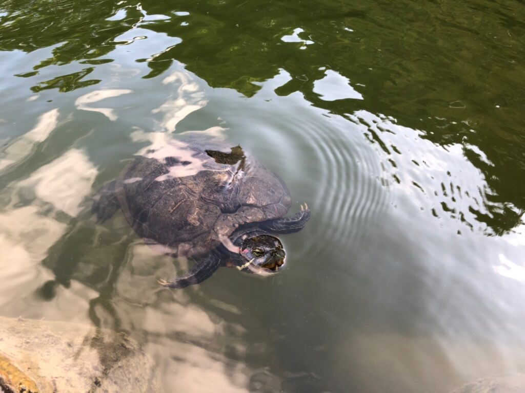 清澄庭園